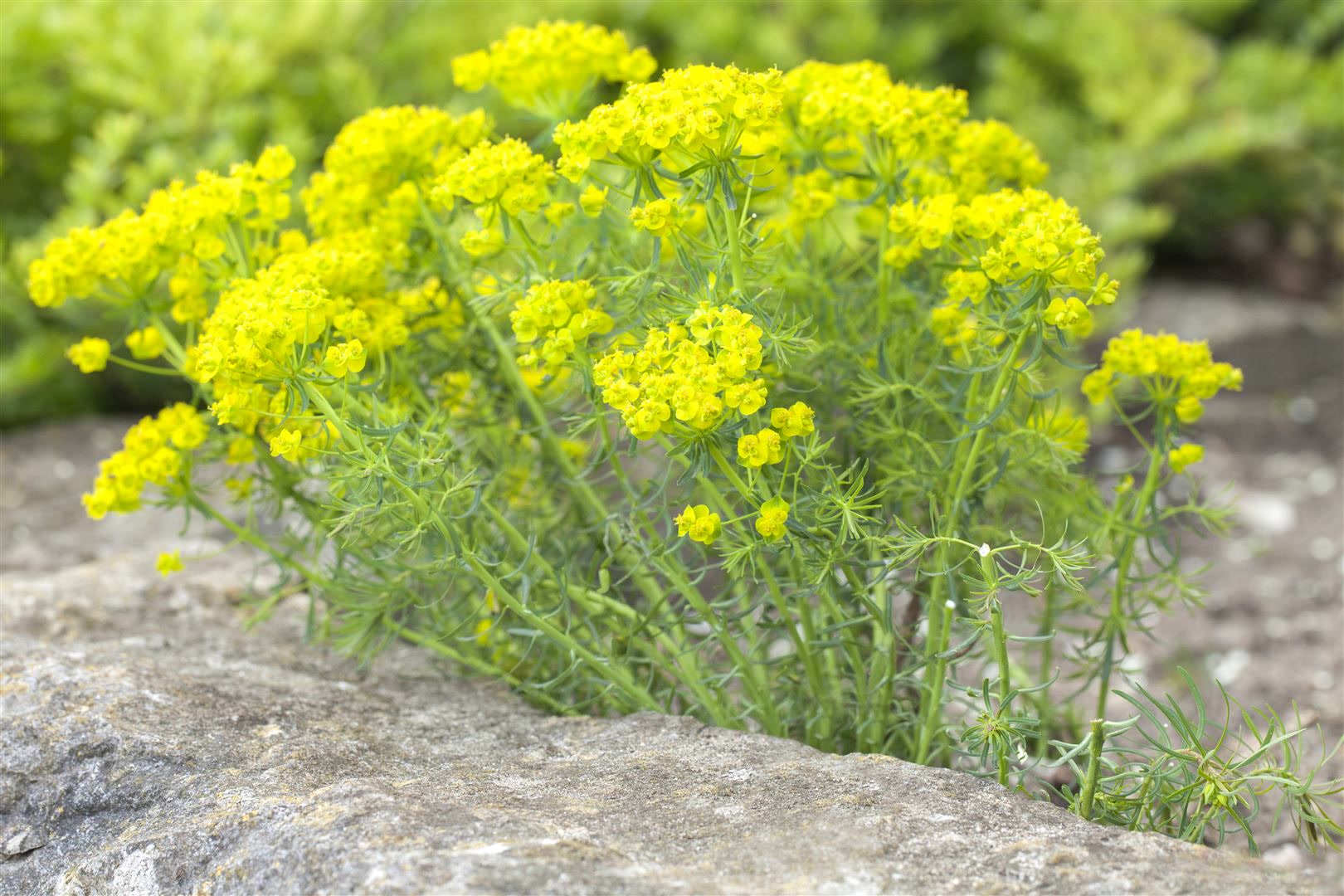 Euphorbia cyparissias, Wolfsmilch, ca. 9x9 cm Topf - Bild 1