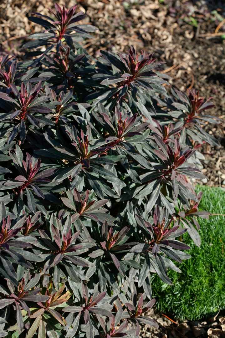 Euphorbia dulcis 'Chameleon', Wolfsmilch, purpurgr&uuml;n, ca. 9x9 cm Topf - Bild 1