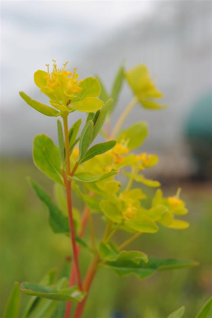 Euphorbia palustris, Sumpf-Wolfsmilch, ca. 9x9 cm Topf - Bild 1