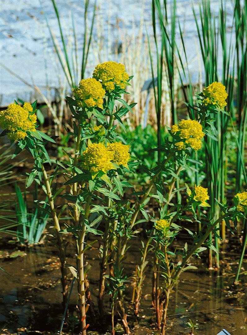 Euphorbia palustris 'Teichlaterne', Sumpf-Wolfsmilch, ca. 9x9 cm Topf - Bild 1