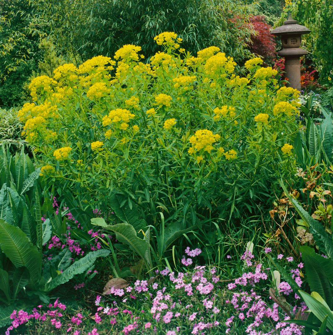 Euphorbia palustris 'Walenburg's Glorie', Sumpf-Wolfsmilch, ca. 9x9 cm Topf - Bild 1