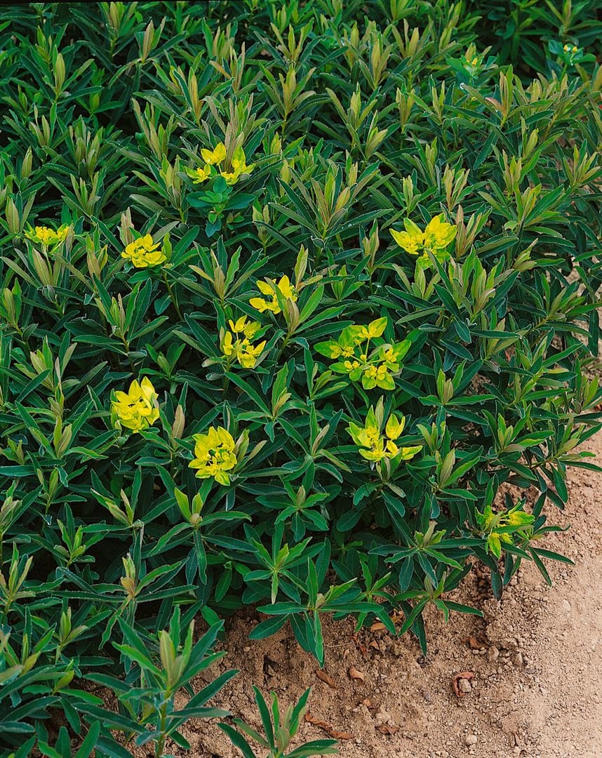 Euphorbia polychroma 'Purpurea', Wolfsmilch, purpur, ca. 9x9 cm Topf - Bild 1