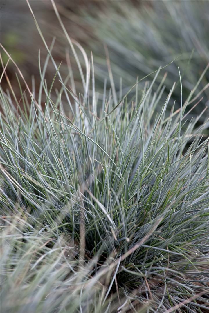 Festuca cinerea 'Azurit', Blauschwingel, ca. 9x9 cm Topf - Bild 1
