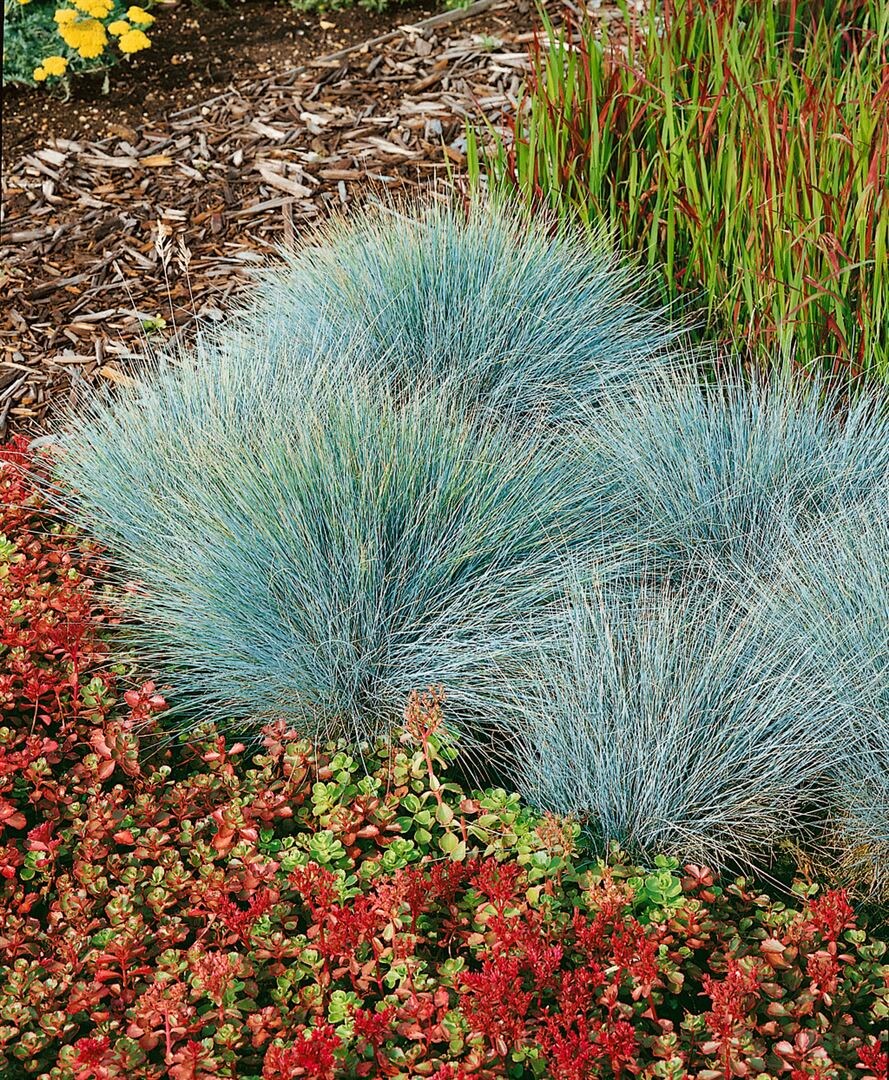 Festuca glauca 'Elijah Blue', Blauschwingel, ca. 9x9 cm Topf - Bild 1