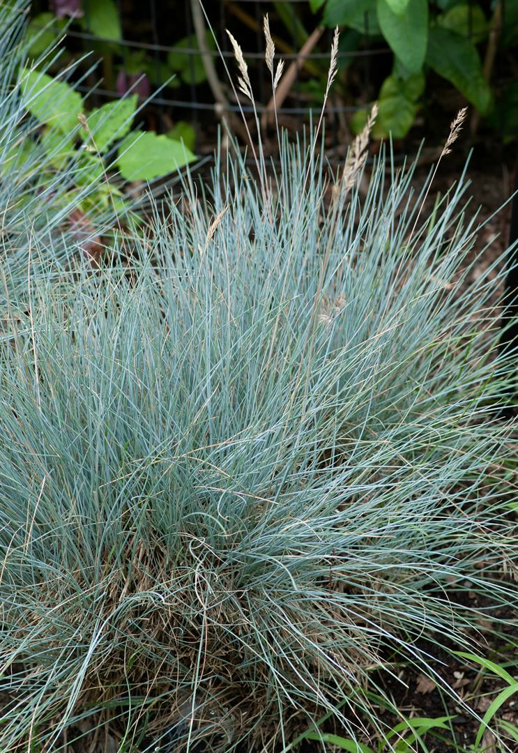 Festuca cinerea 'Silberreiher', Blauschwingelgras, ca. 9x9 cm Topf - Bild 1