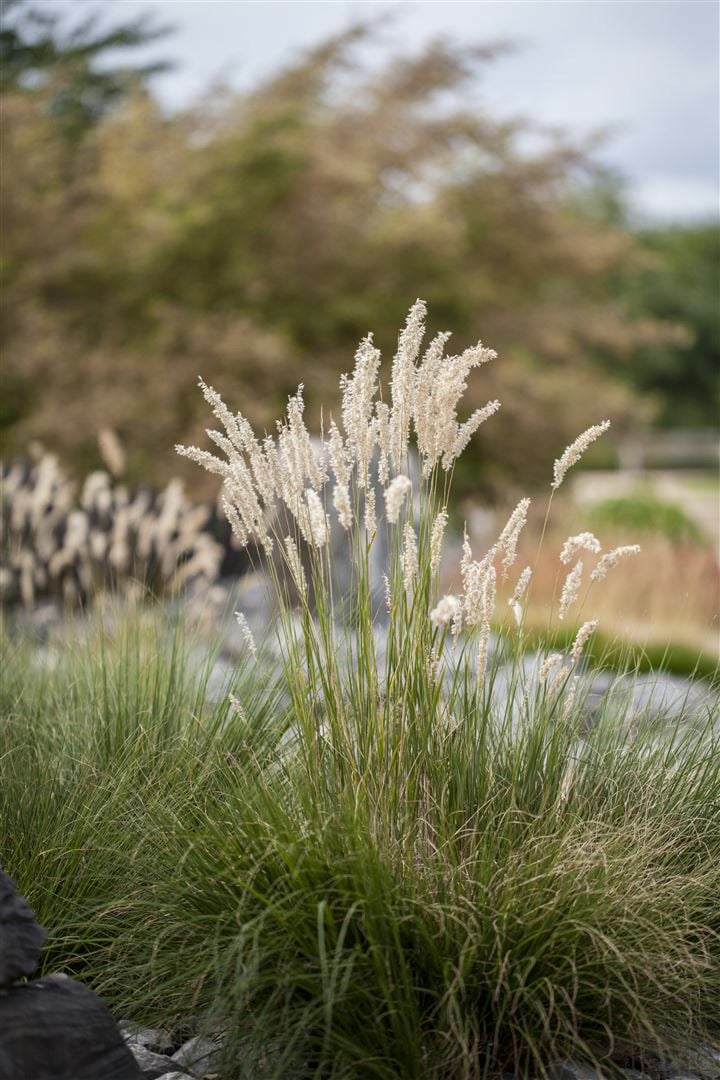 Festuca gigantea, Riesen-Schwingel, ca. 9x9 cm Topf - Bild 1