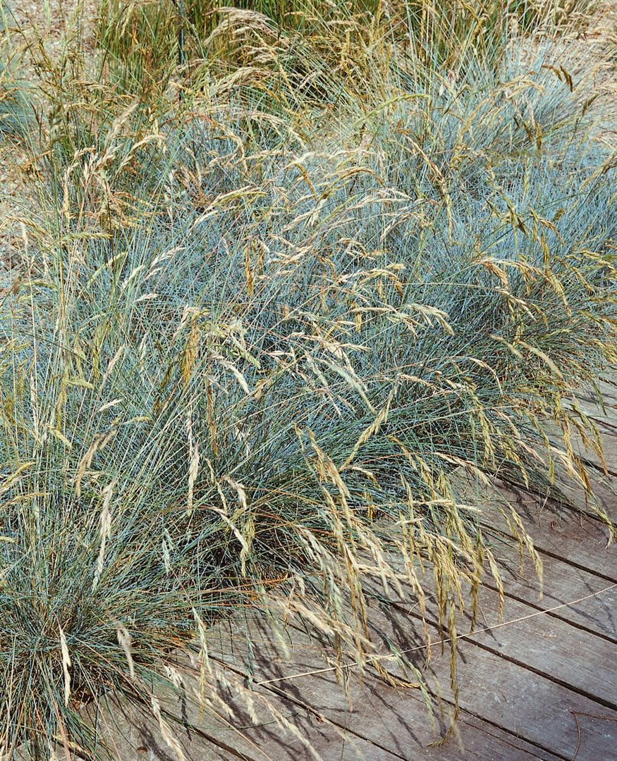 Festuca valesiaca 'Glaucantha', Blau-Schwingel, ca. 9x9 cm Topf - Bild 1
