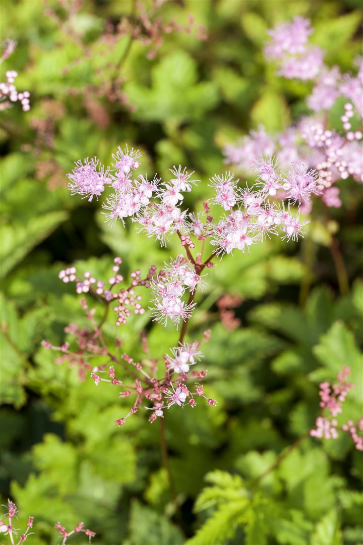 Filipendula palmata 'Kahome', M&auml;des&uuml;&szlig;, rosa Bl&uuml;ten, ca. 9x9 cm Topf - Bild 1