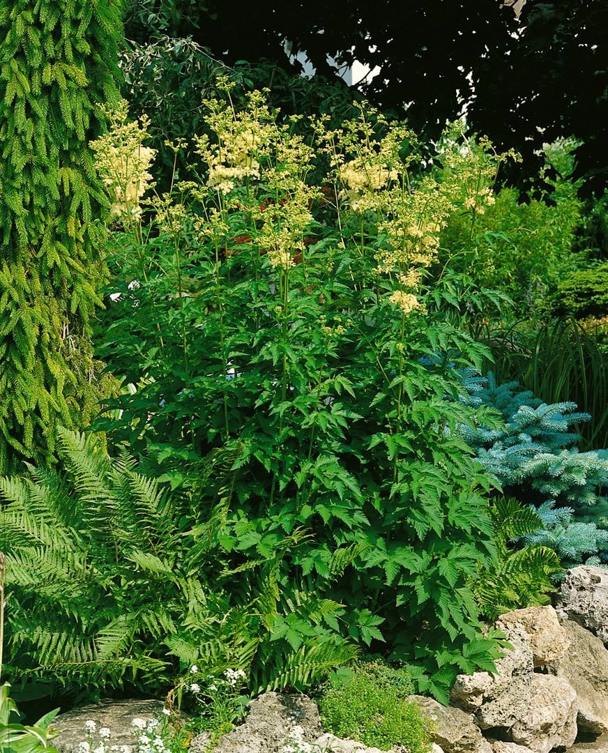 Filipendula ulmaria, M&auml;des&uuml;&szlig;, ca. 9x9 cm Topf, duftend - Bild 1