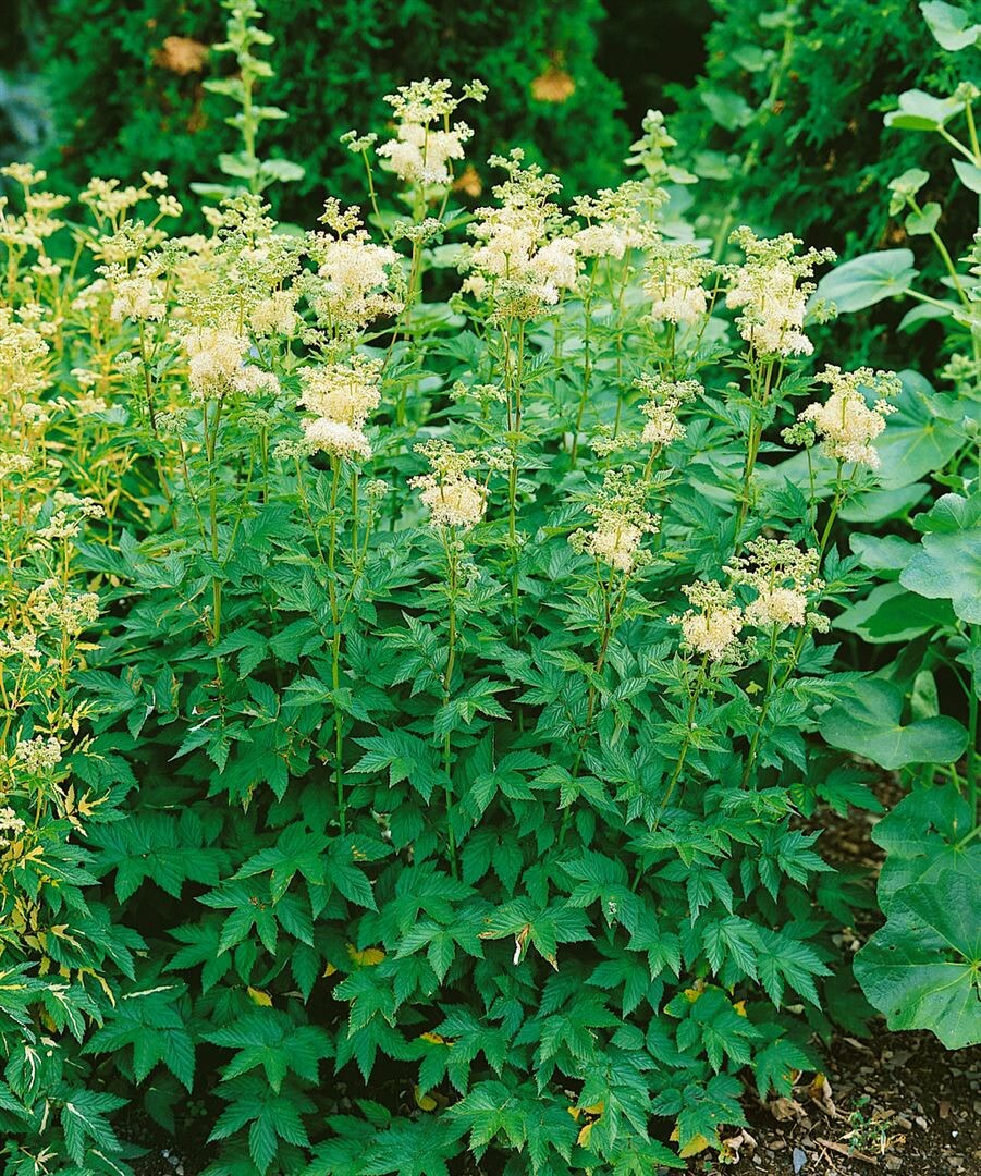 Filipendula ulmaria 'Plena', M&auml;des&uuml;&szlig;, gef&uuml;llt, ca. 9x9 cm Topf - Bild 1