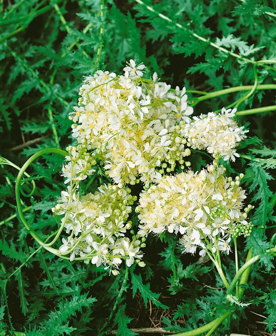 Filipendula vulgaris, Spierstaude, ca. 9×9 cm Topf, zartrosa Blüten | 04063654295723