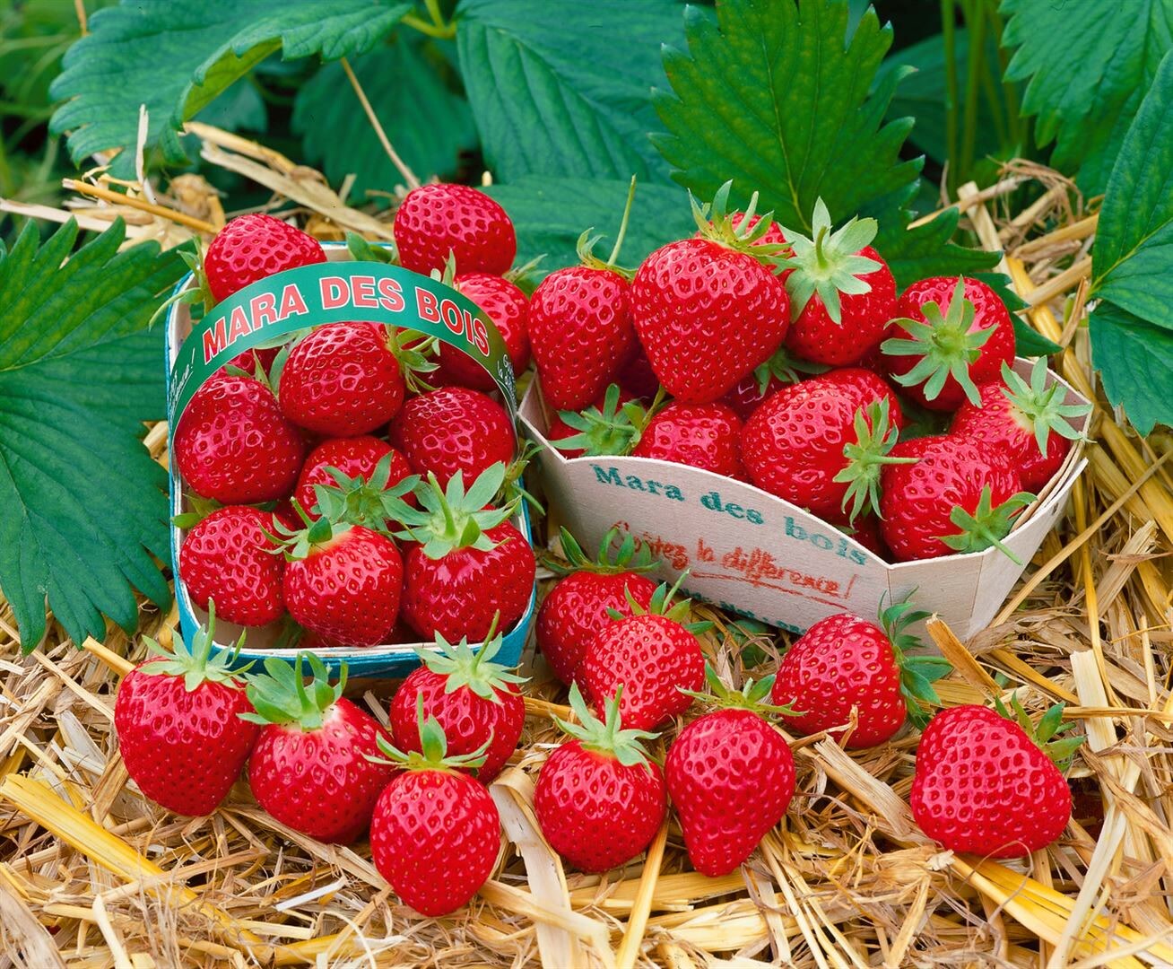 Fragaria ‚Mara des Bois‘ -S-, Erdbeere, aromatisch, ca. 9×9 cm Topf | 04063654295778
