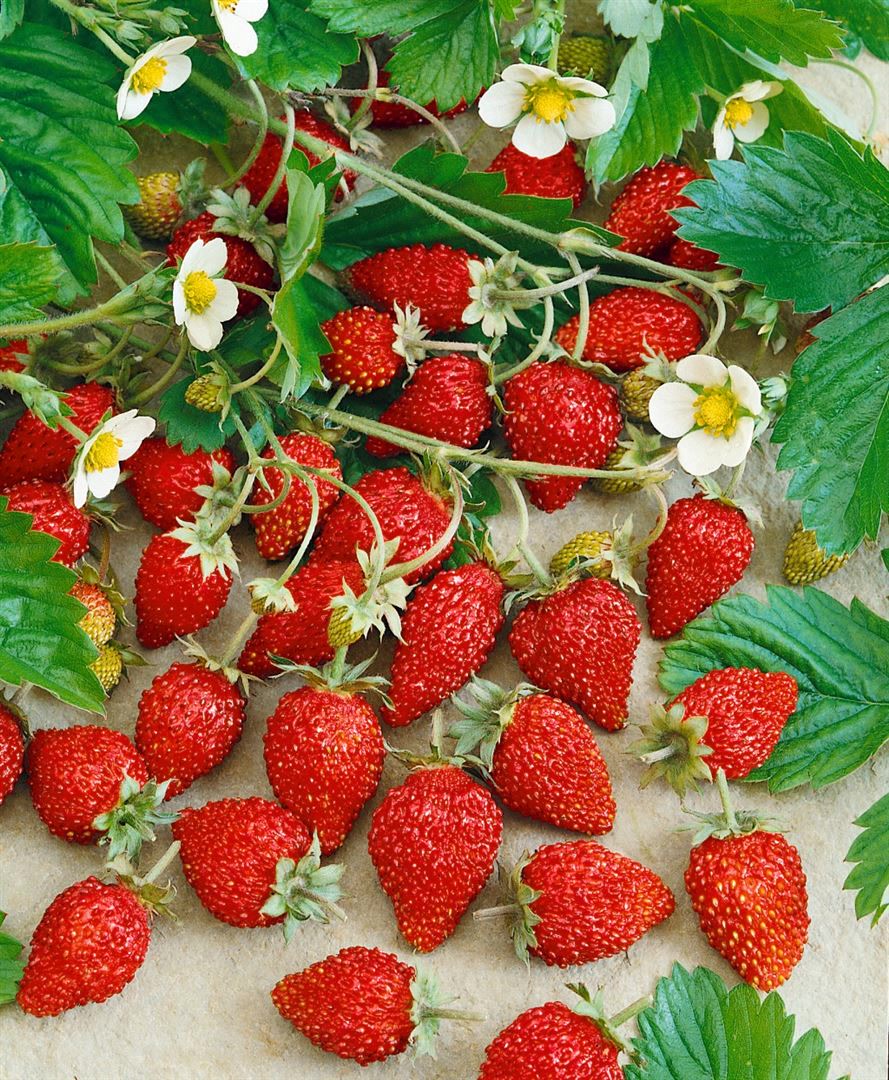 Fragaria vesca var. semperfl. 'Alexandria', Walderdbeere, ca. 9x9 cm Topf - Bild 1