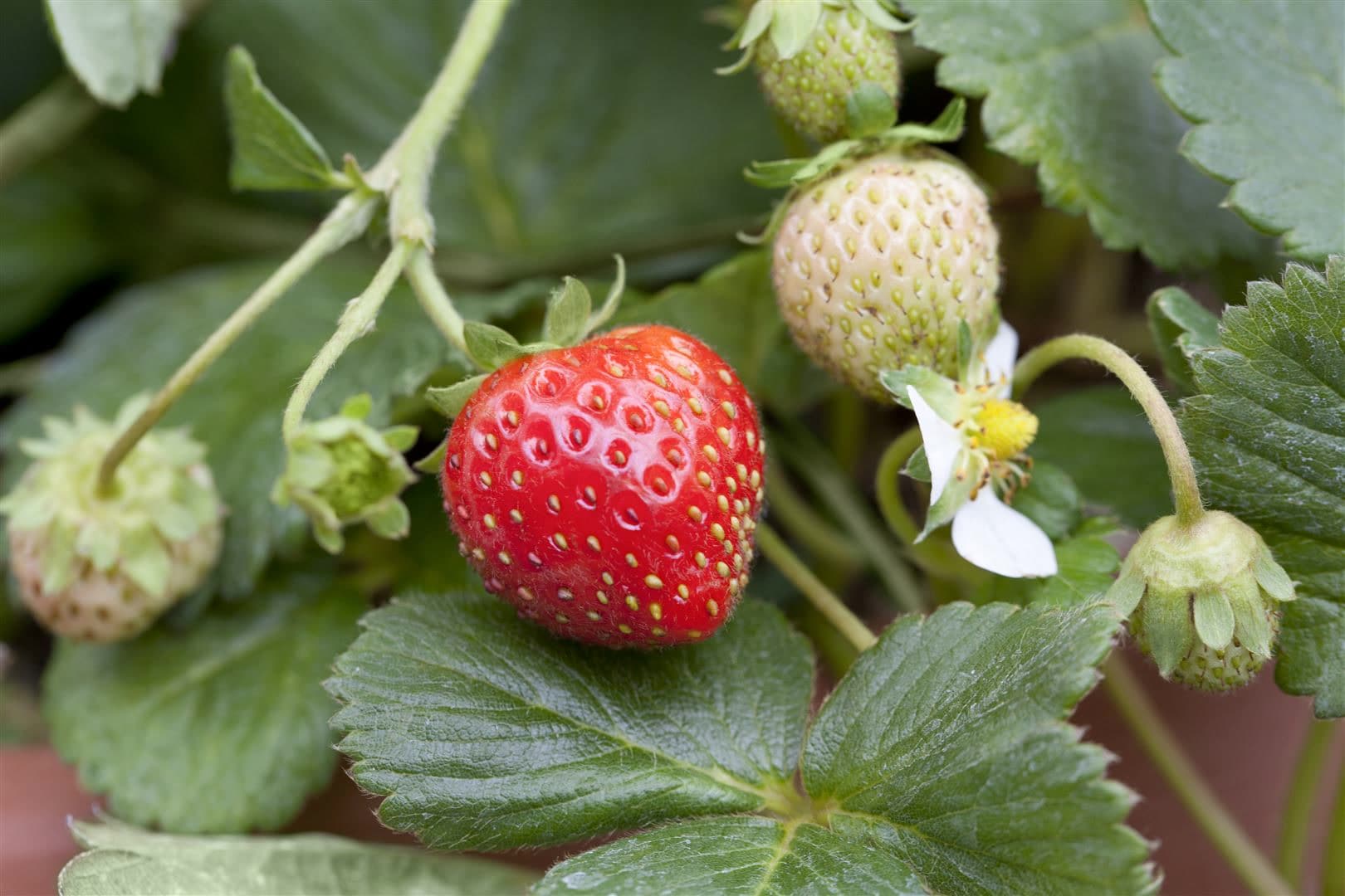 Fragaria x ananassa 'Mieze Schindler', Erdbeere, ca. 9x9 cm Topf - Bild 1