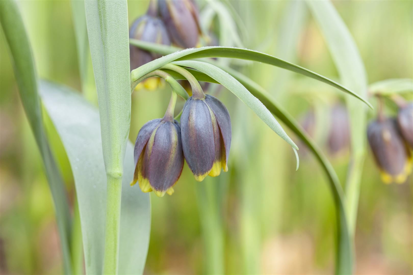 Fritillaria michailowskyi, Schachblume, gelb-braun, ca. 9x9 cm Topf - Bild 1