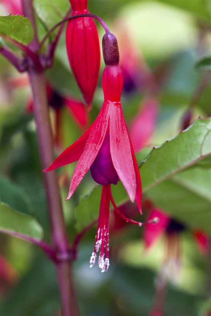 Fuchsia magellanica ‚M.Popple‘, Fuchsie, rot-violett, ca. 9×9 cm Topf | 04063654295945