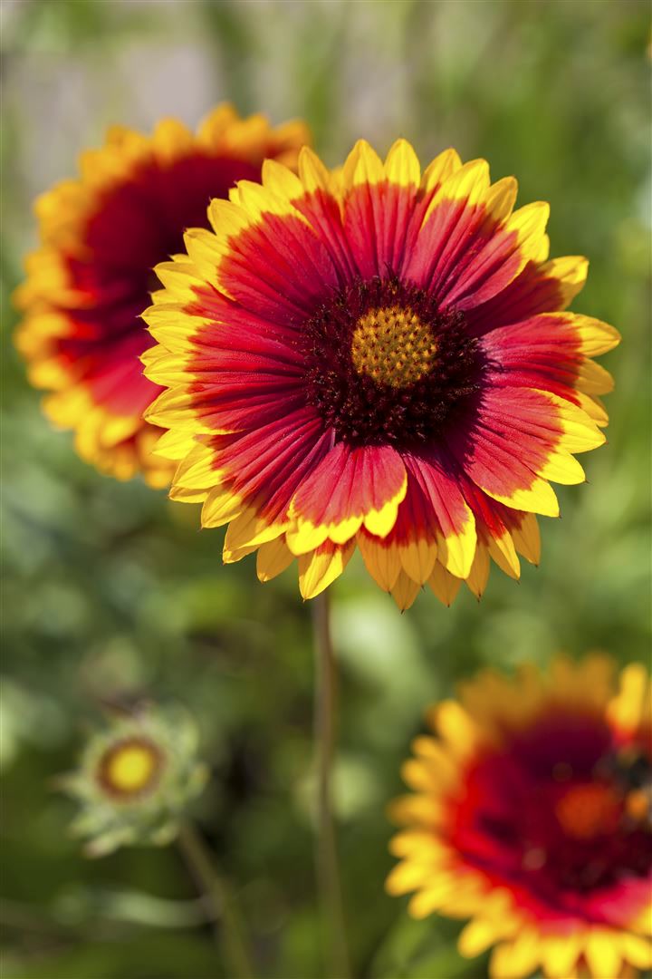Gaillardia x grandiflora 'Arizona Sun', Kokardenblume, rot-gelb, ca. 9x9 cm Topf - Bild 1