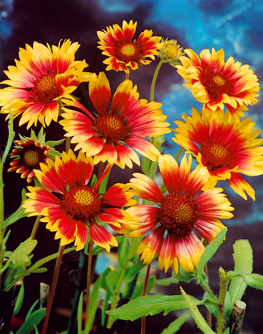 Gaillardia x grandiflora 'Bremen', Kokardenblume, rot-gelb, ca. 9x9 cm Topf - Bild 1