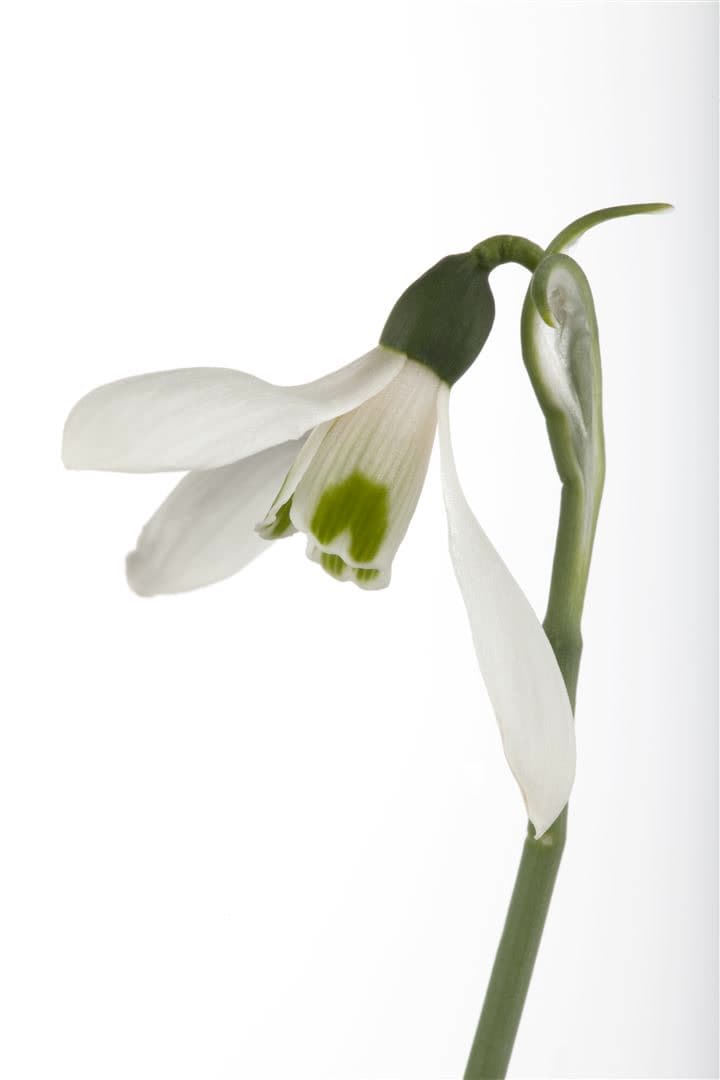 Galanthus nivalis, Schneegl&ouml;ckchen, wei&szlig;, ca. 9x9 cm Topf - Bild 1