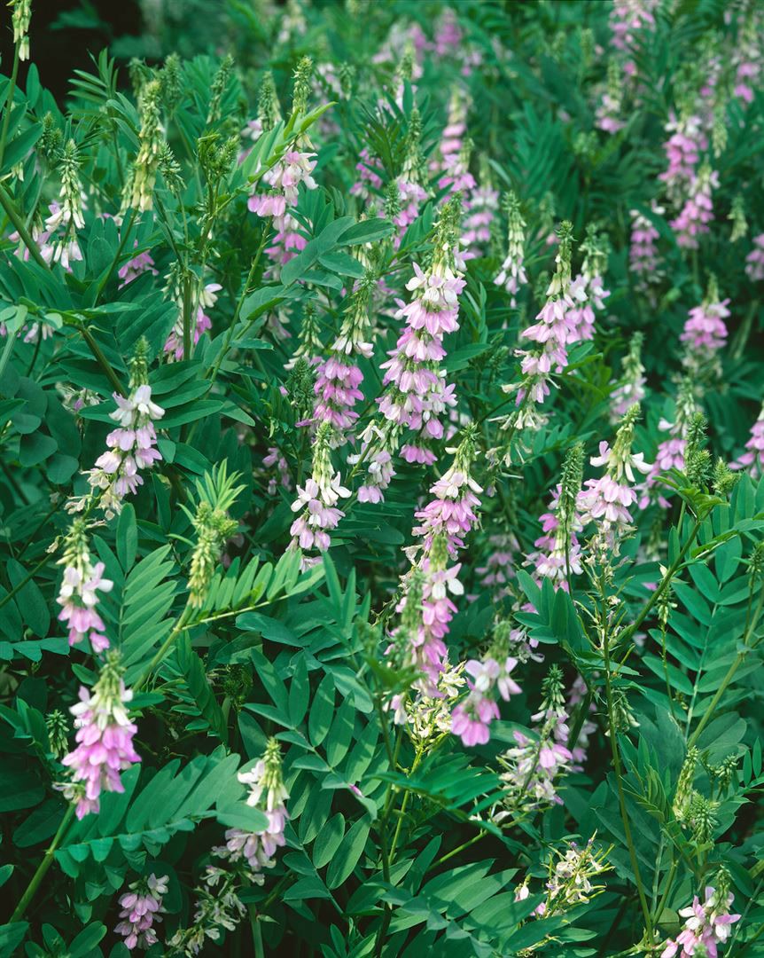 Galega officinalis, Gei&szlig;raute, ca. 9x9 cm Topf, robust - Bild 1