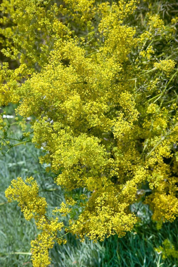 Galium verum, Echtes Labkraut, gelbbl&uuml;hend, ca. 9x9 cm Topf - Bild 1