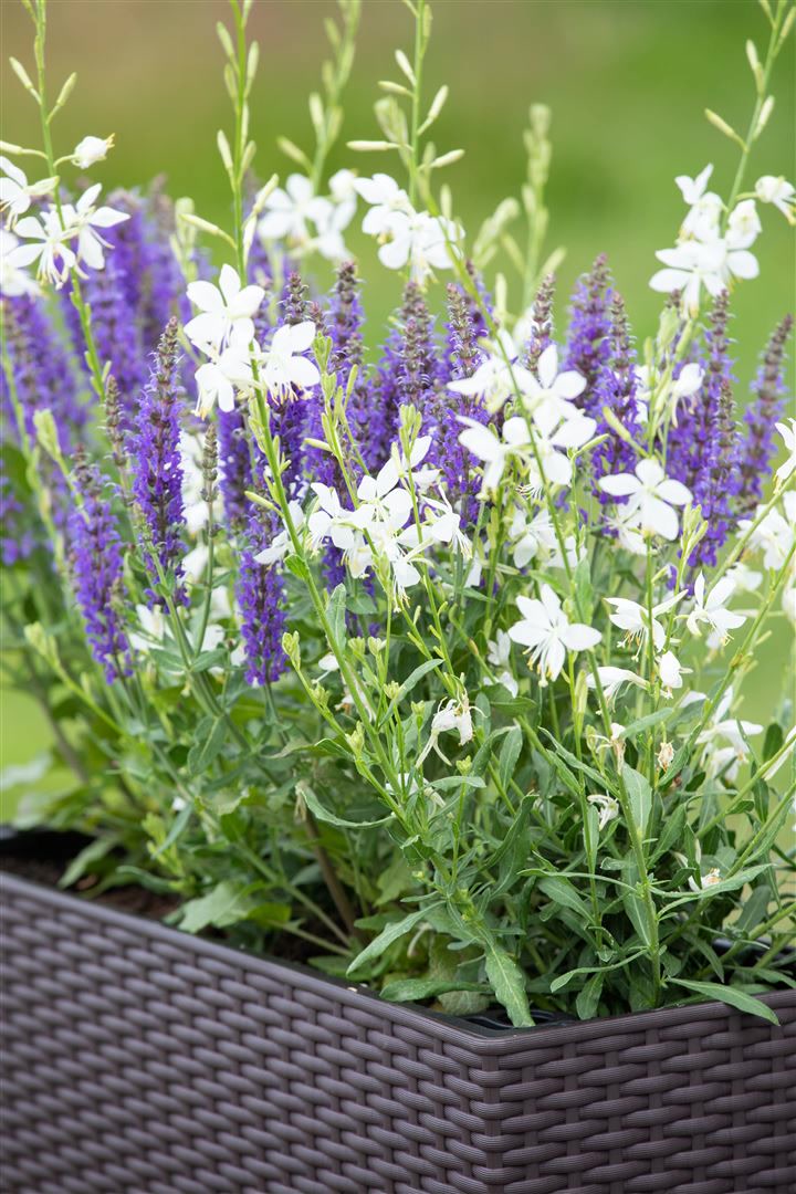 Gaura lindheimerii 'Short Form', Prachtkerze, wei&szlig;, ca. 9x9 cm Topf - Bild 1