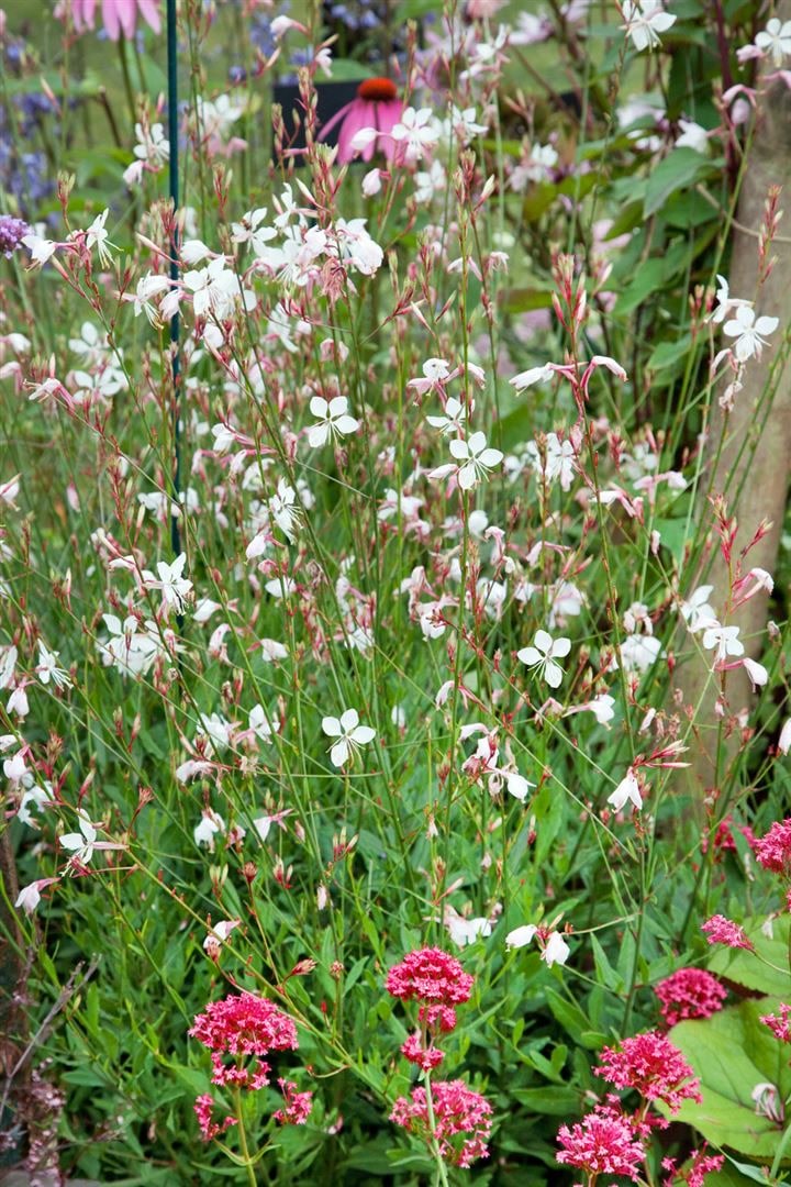Gaura lindheimerii 'Summer Breeze', Prachtkerze, ca. 9x9 cm Topf - Bild 1