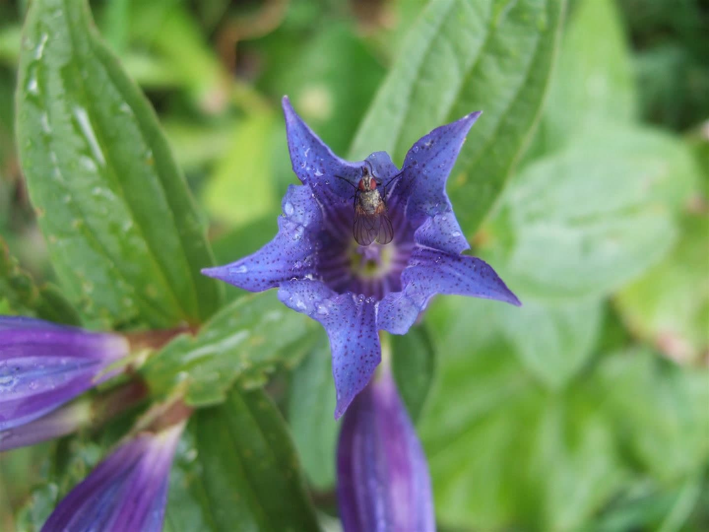 Gentiana asclepiadea, Schwalbenwurz-Enzian, blau, ca. 9x9 cm Topf - Bild 1