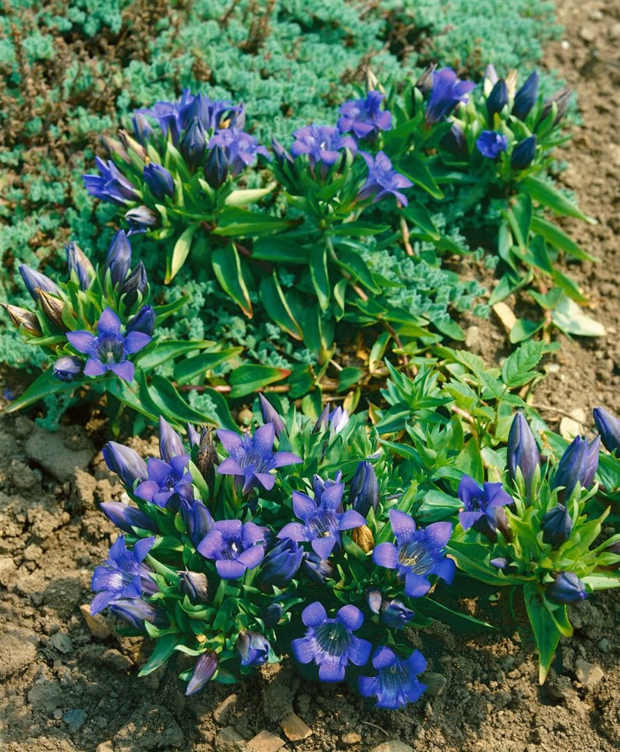 Gentiana septemfida var.lagodechiana, Enzian, blau, ca. 9x9 cm Topf - Bild 1