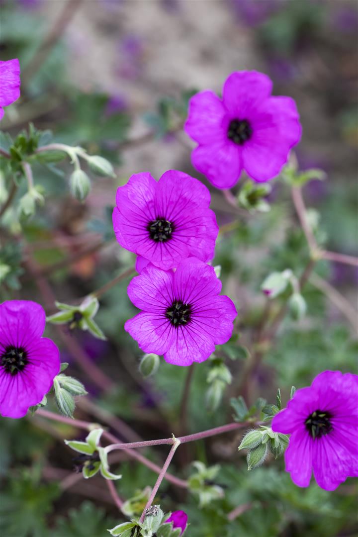 Geranium cinereum 'Carol', Storchschnabel, rosa, ca. 9x9 cm Topf - Bild 1