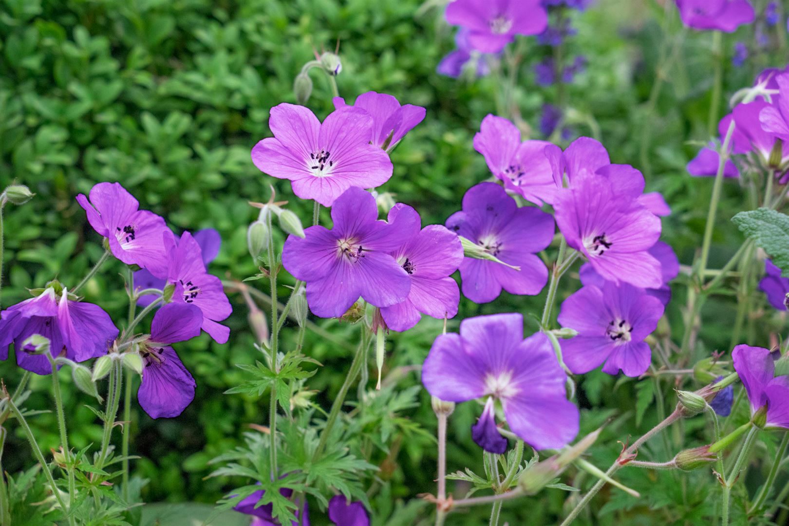 Geranium clarkei 'Kashmir Purple', Storchschnabel, violett, ca. 9x9 cm Topf - Bild 1
