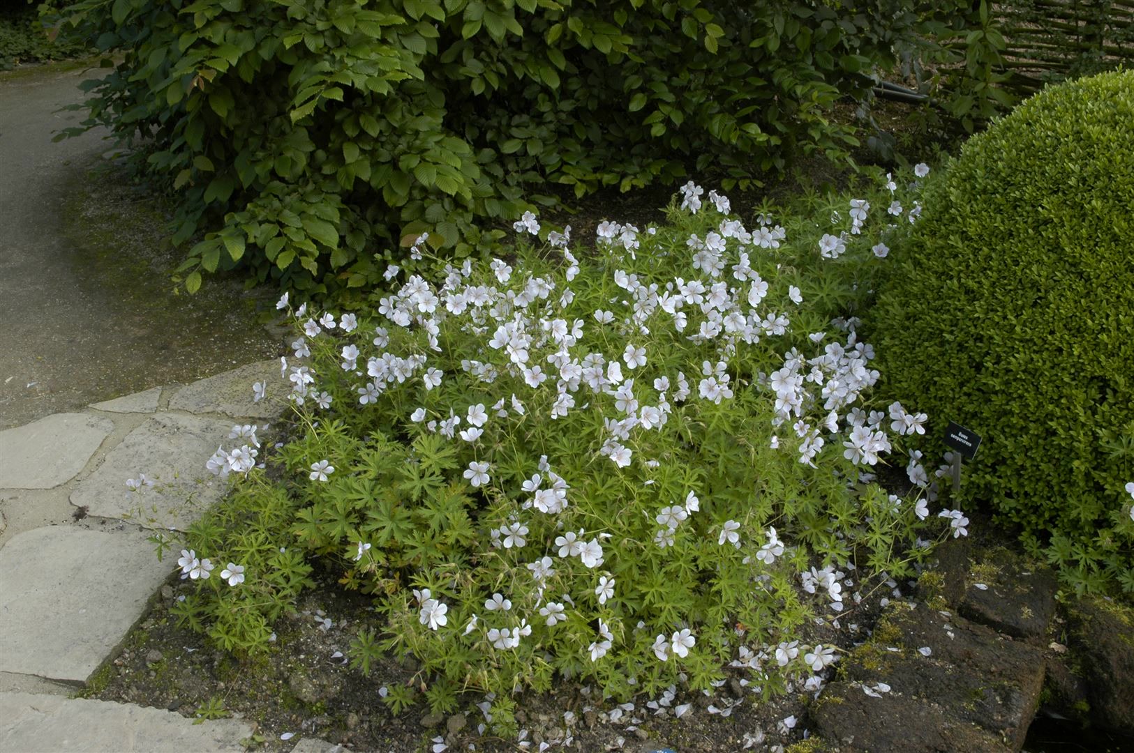 Geranium clarkei 'Kashmir White', Storchschnabel, wei&szlig;, ca. 9x9 cm Topf - Bild 1