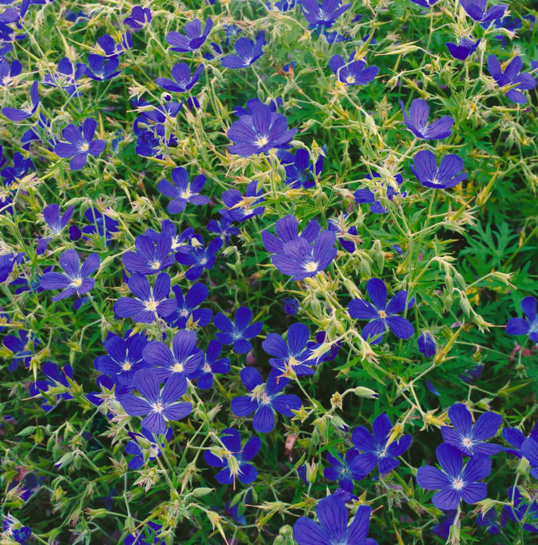 Geranium collinum 'Nimbus', Storchschnabel, blauviolett, ca. 9x9 cm Topf - Bild 1