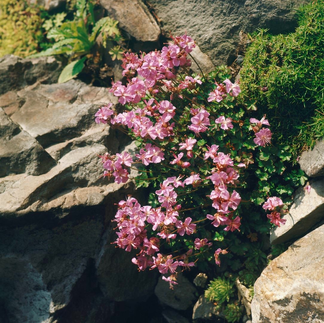 Geranium dalmaticum 'Bressingham Pink', rosa, ca. 9x9 cm Topf - Bild 1