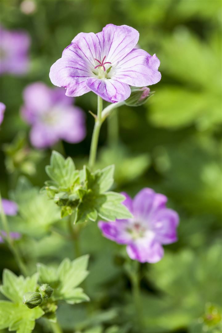 Geranium endressii, Storchschnabel, rosa Bl&uuml;ten, ca. 9x9 cm Topf - Bild 1
