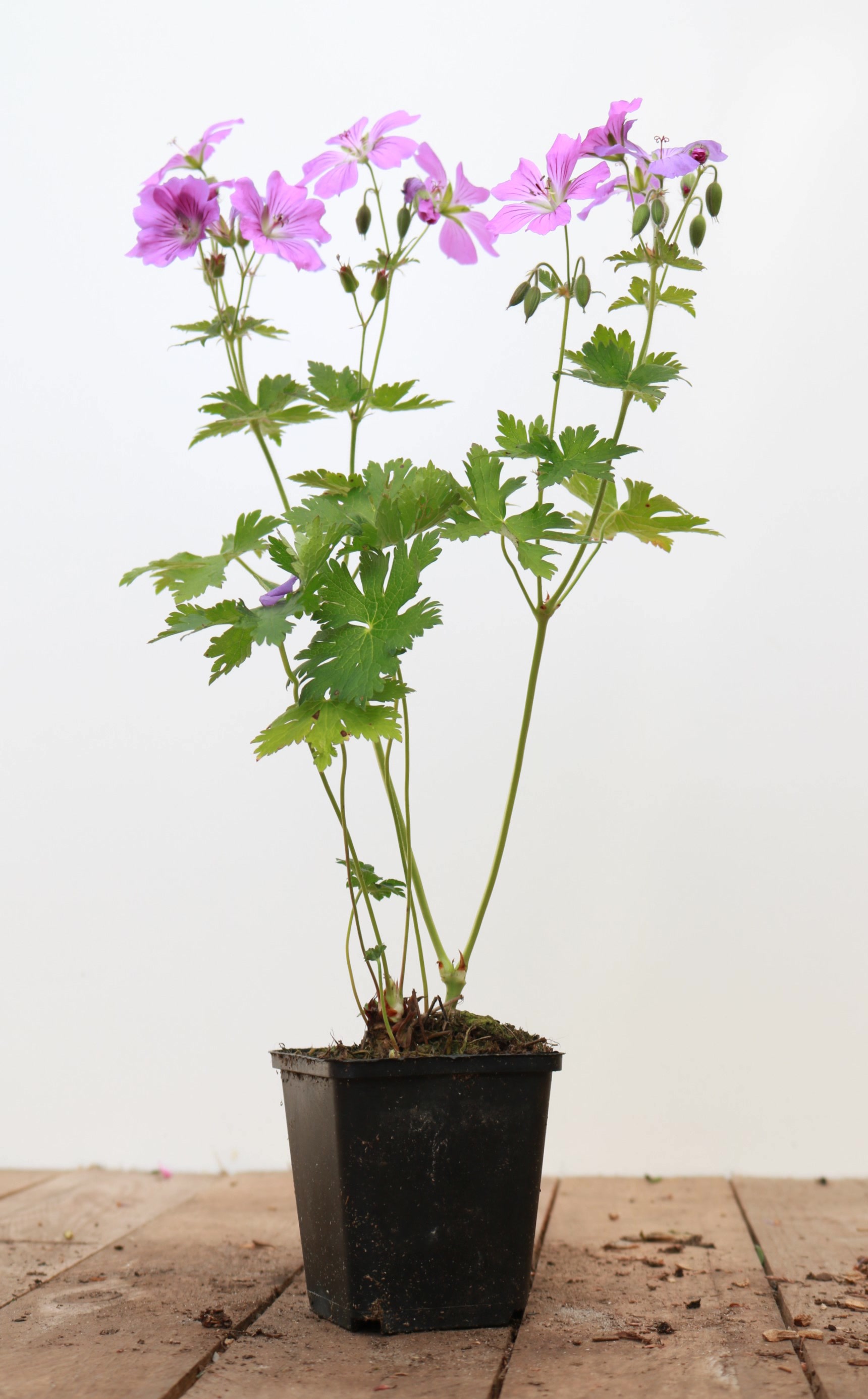 Geranium gracile 'Sirak', Storchschnabel, rosa, ca. 9x9 cm Topf - Bild 1