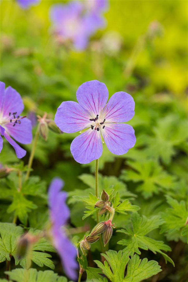 Geranium himalayense 'Baby Blue', Storchschnabel, hellblau, ca. 9x9 cm Topf - Bild 1