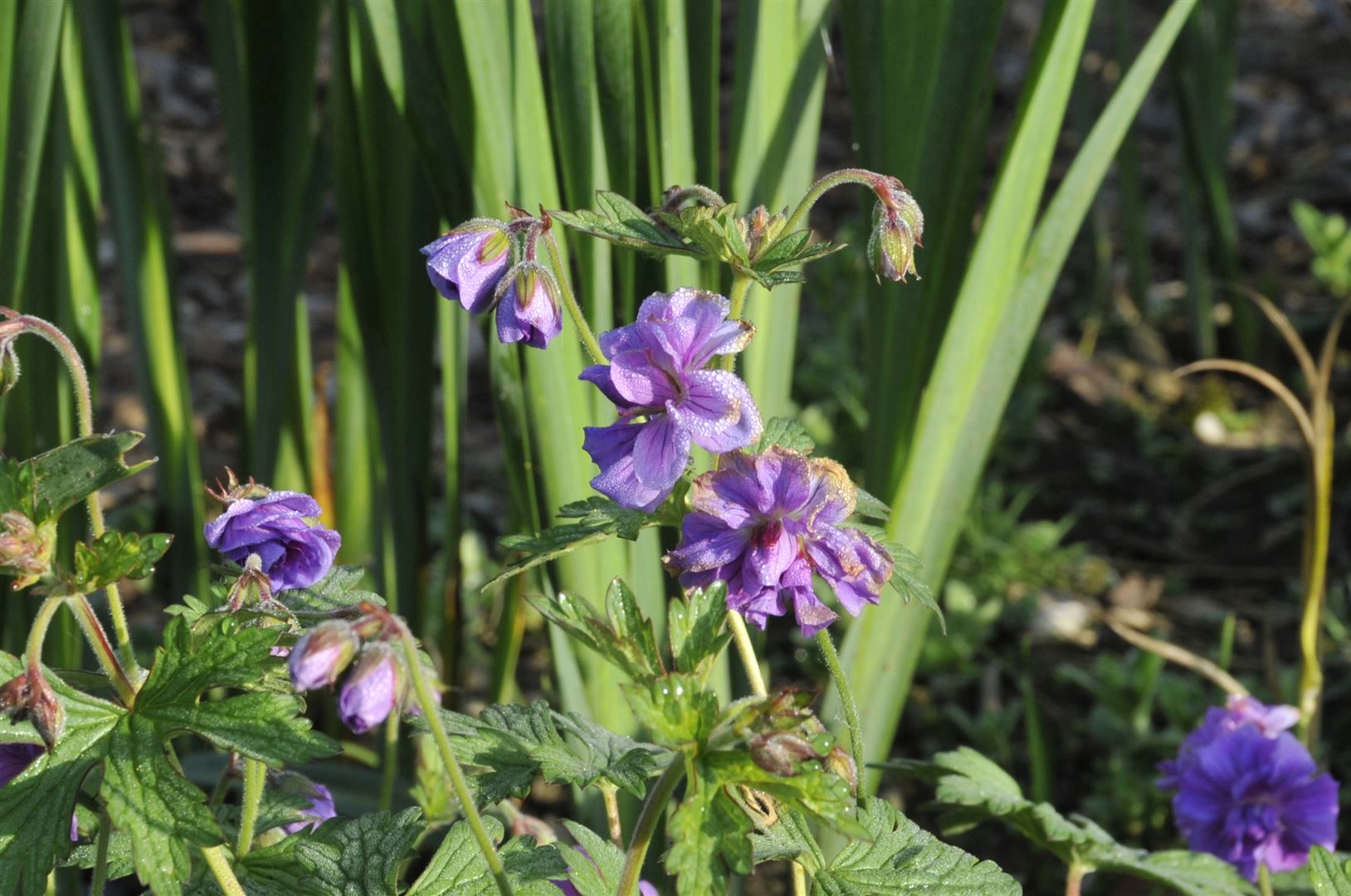 Geranium himalayense 'Plenum', Himalaya-Storchschnabel, gef&uuml;llt, ca. 9x9 cm Topf - Bild 1