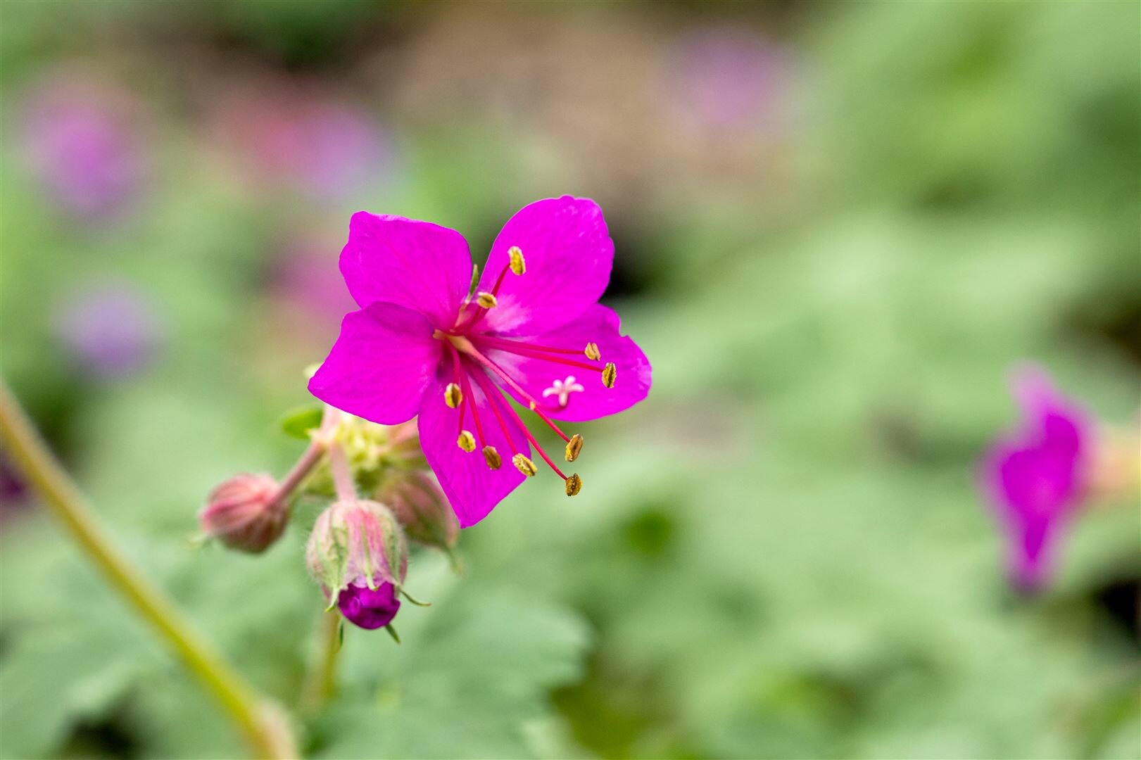 Geranium macrorrhizum ‚Czakor‘, Balkan-Storchschnabel, purpurrot, ca. 9×9 cm Topf | 04063654296546