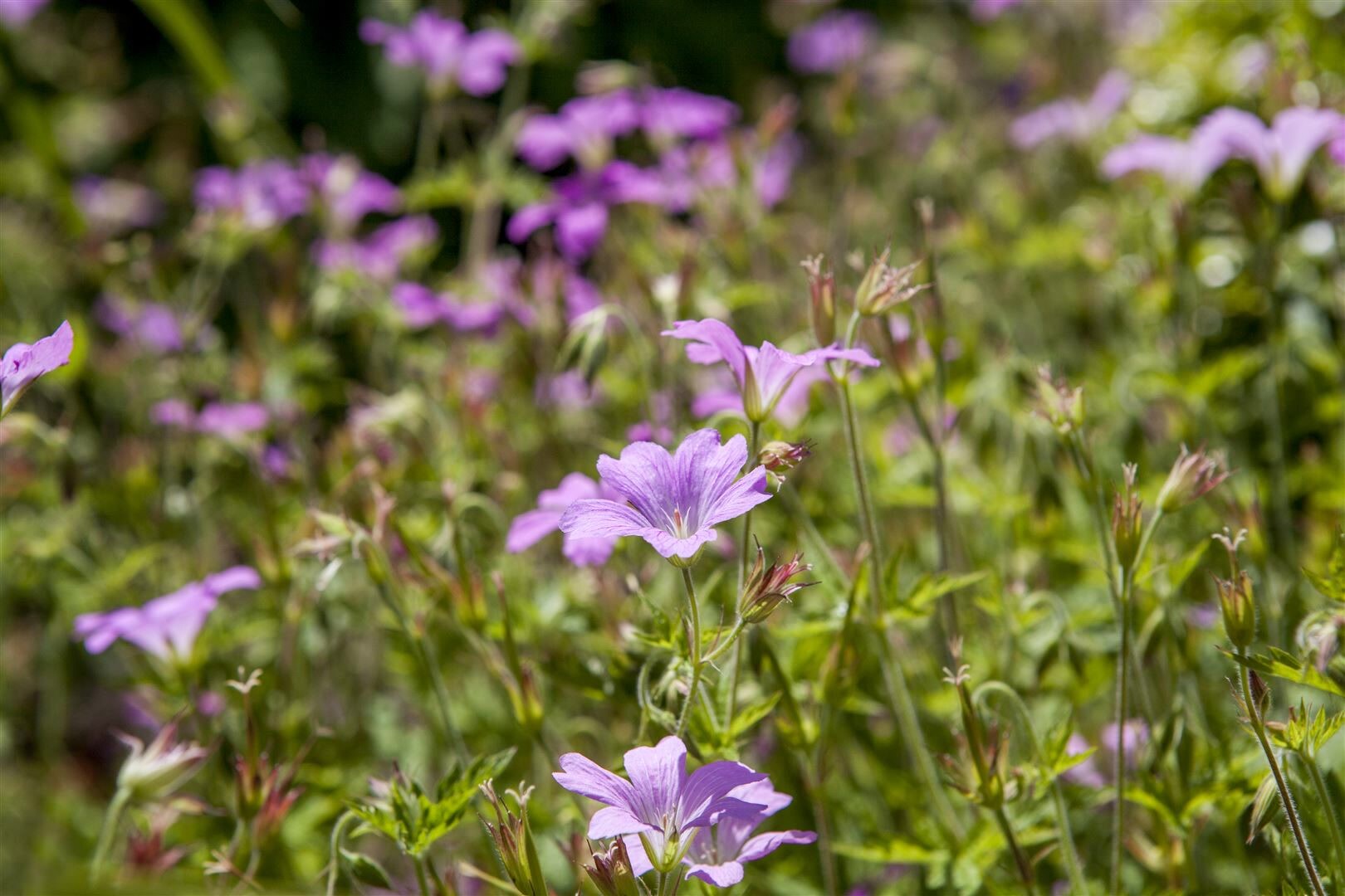Geranium macrorrhizum ‚Olympos‘, Balkan-Storchschnabel, ca. 9×9 cm Topf | 04063654296560