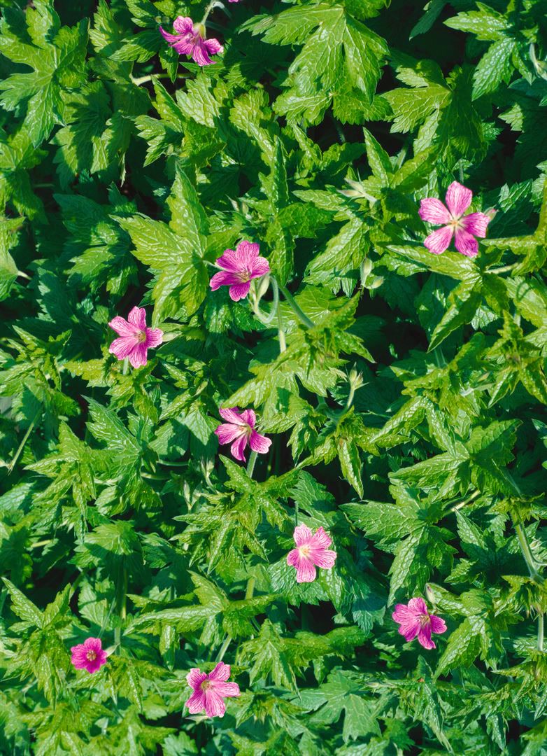 Geranium palustre, Sumpf-Storchschnabel, rosa Bl&uuml;ten, ca. 9x9 cm Topf - Bild 1