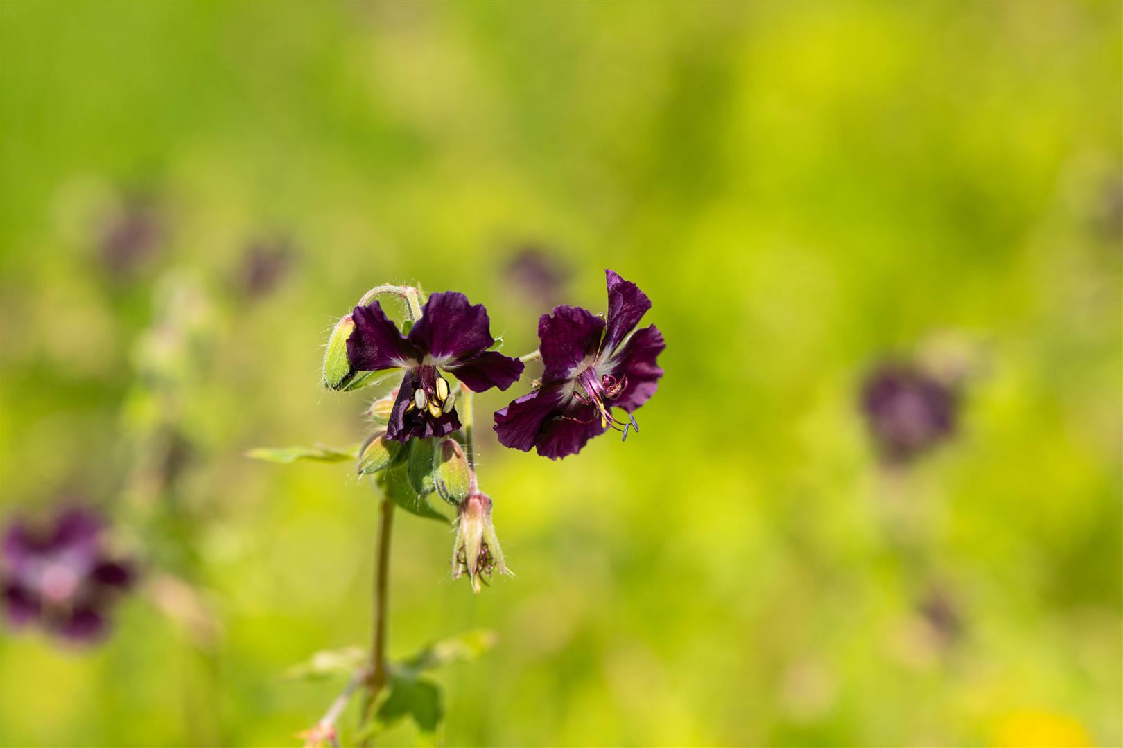 Geranium phaeum, Storchschnabel, violett, ca. 9x9 cm Topf - Bild 1