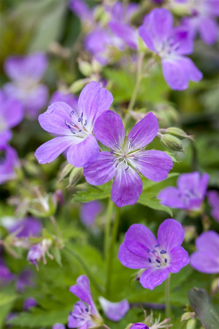 Geranium pratense, Wiesen-Storchschnabel, blauviolett, ca. 9x9 cm Topf - Bild 1