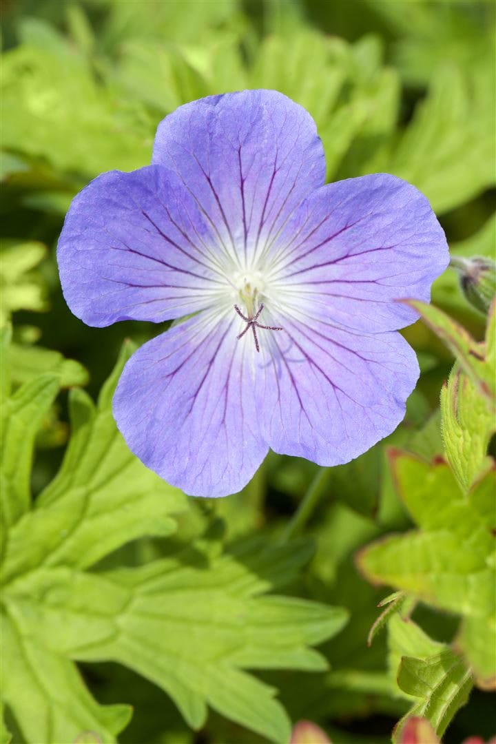 Geranium pratense 'Johnson's Blue', Storchschnabel, blau, ca. 9x9 cm Topf - Bild 1