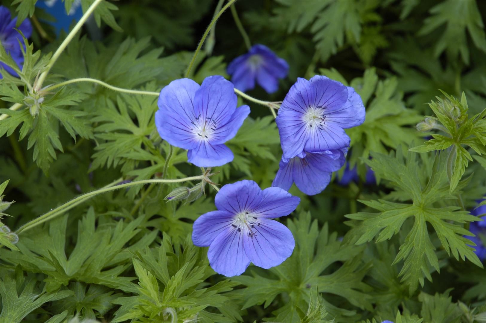 Geranium pratense 'Orion', Storchschnabel, blauviolett, ca. 9x9 cm Topf - Bild 1