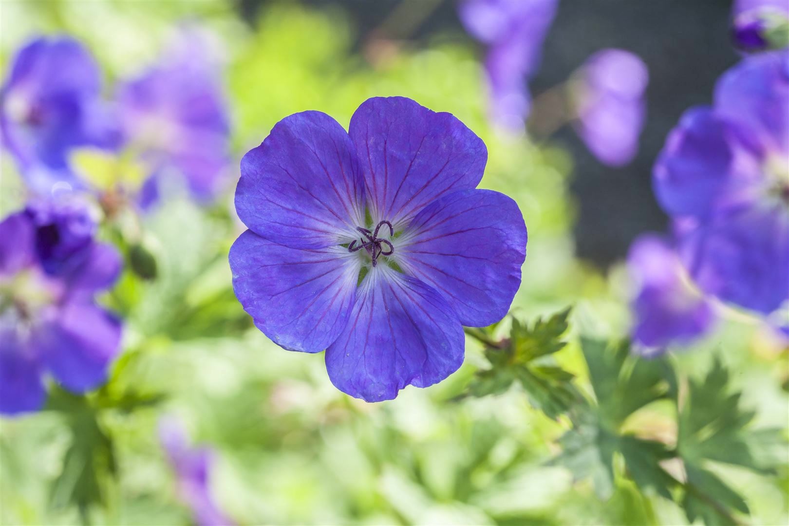 Geranium pratense 'Spinners', Storchschnabel, violett, ca. 9x9 cm Topf - Bild 1