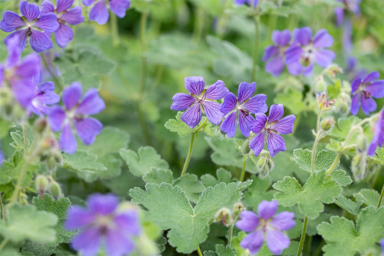 Geranium renardii 'Philippe Vapelle', Storchschnabel, ca. 9x9 cm Topf - Bild 1