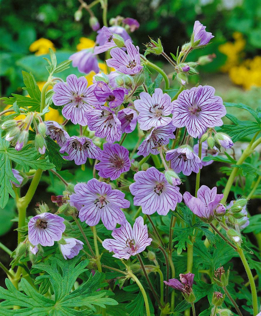 Geranium renardii 'Terre Franche', Storchschnabel, ca. 9x9 cm Topf - Bild 1