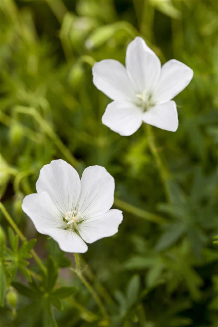 Geranium sanguineum 'Album', Storchschnabel, wei&szlig;, ca. 9x9 cm Topf - Bild 1