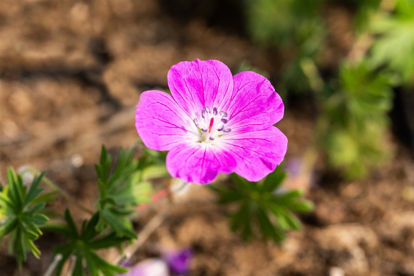 Geranium sanguineum 'Elsbeth', Blutstorchschnabel, pink, ca. 9x9 cm Topf - Bild 1